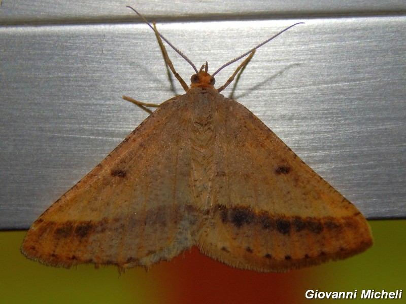 Isturgia aracenaria?